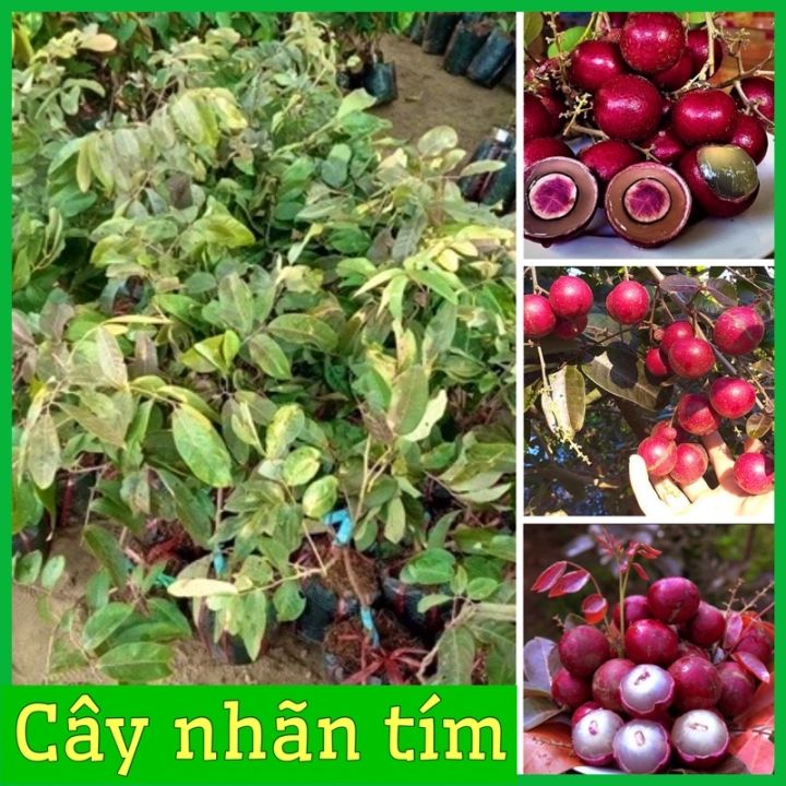 Nhãn Tím