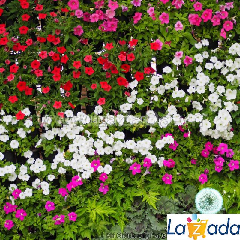 100h Hạt Giống Hoa Dừa Cạn Mix 40cm (C2.301| -KD: B6*V24*M168)