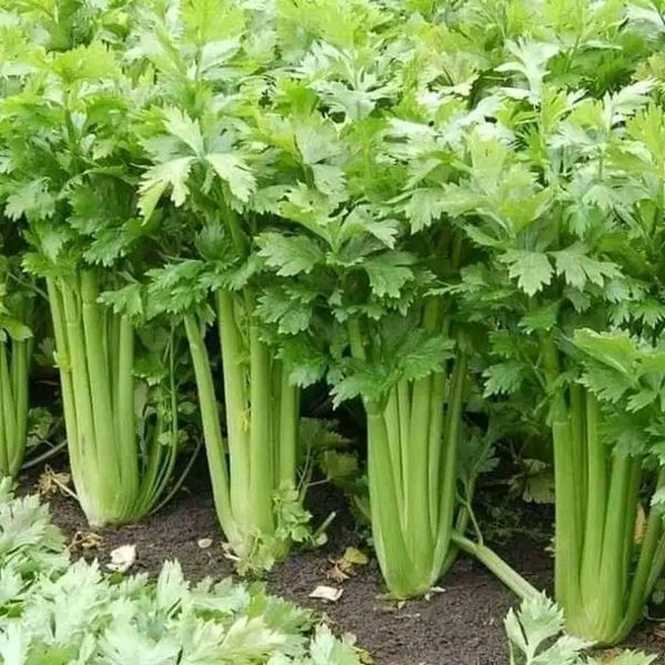 Hạt giống cần tây bẹ lớn ( cần tây khổng lồ) 5gr
