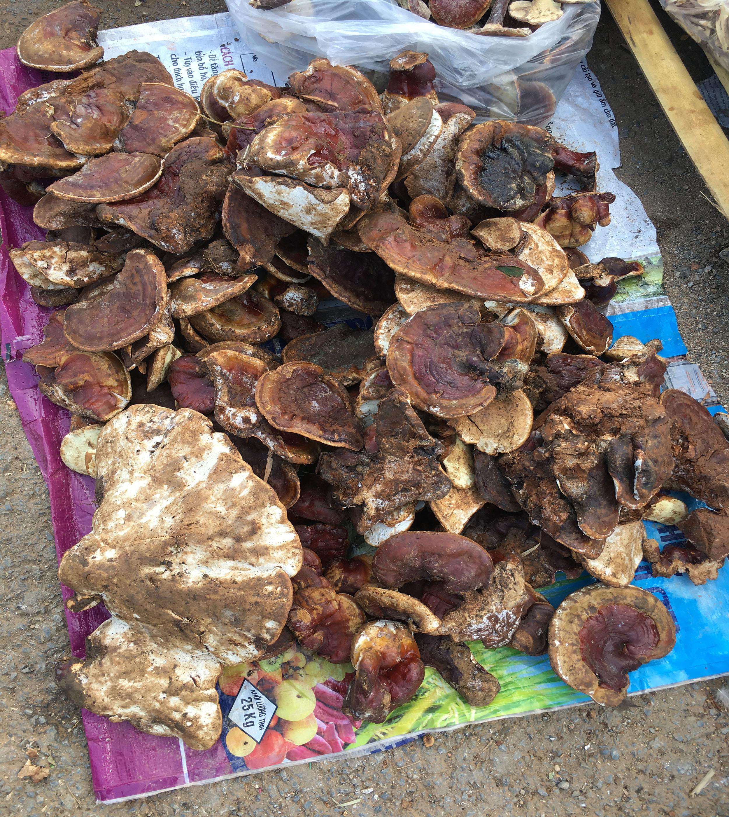 Nấm Linh Chi Rừng Sơn La 500g