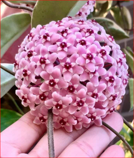 Cây giống lan cẩm cù lá biên