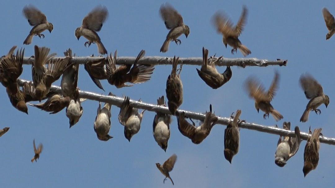Keo Bẫy Chim - Keo Bẫy Chim Sẻ