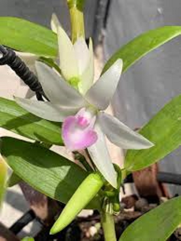 1 CỐC PHI ĐIỆP 5CT NHA TRANG