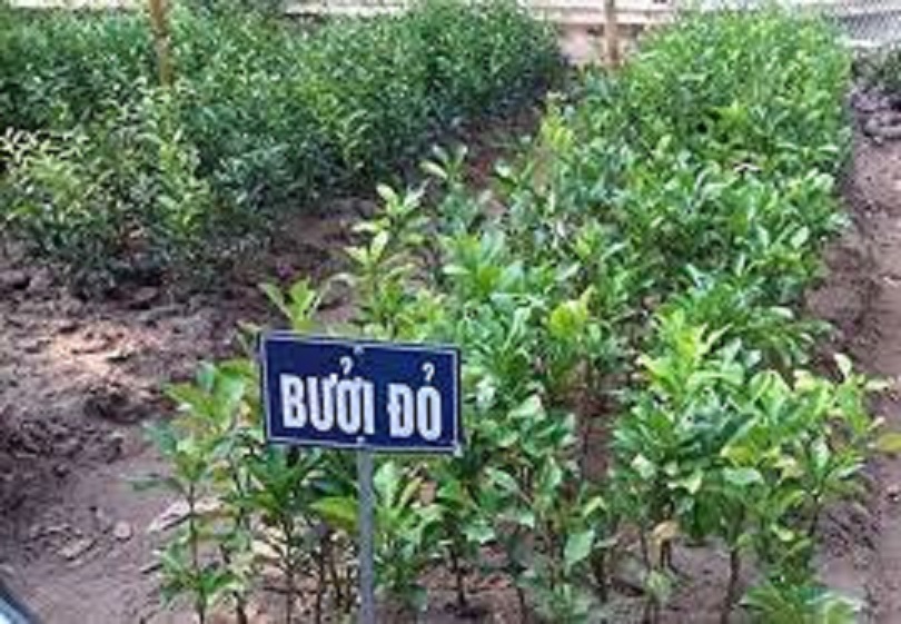 (GIỐNG CHUẨN) cây BƯỞI ĐỎ - BƯỞI TIẾN VUA (BƯỞI LUẬN VĂN TIẾN VUA)