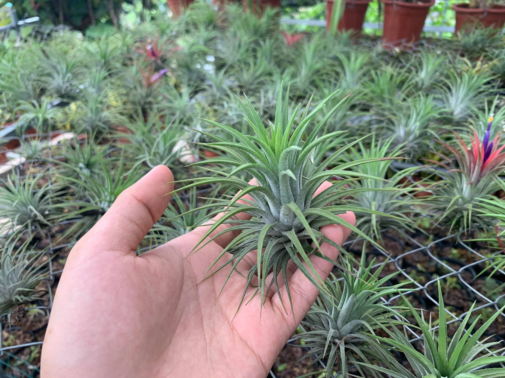 Cây không khí thạch thảo (size lớn)