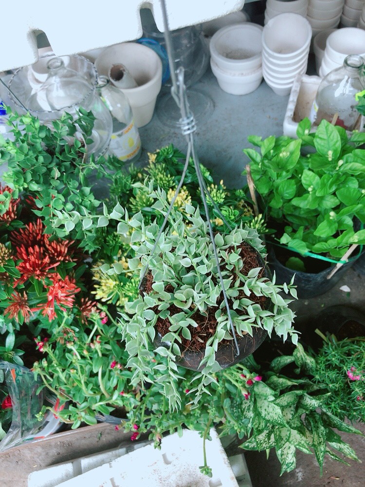 Cây Lá Tim Cẩm Thạch
