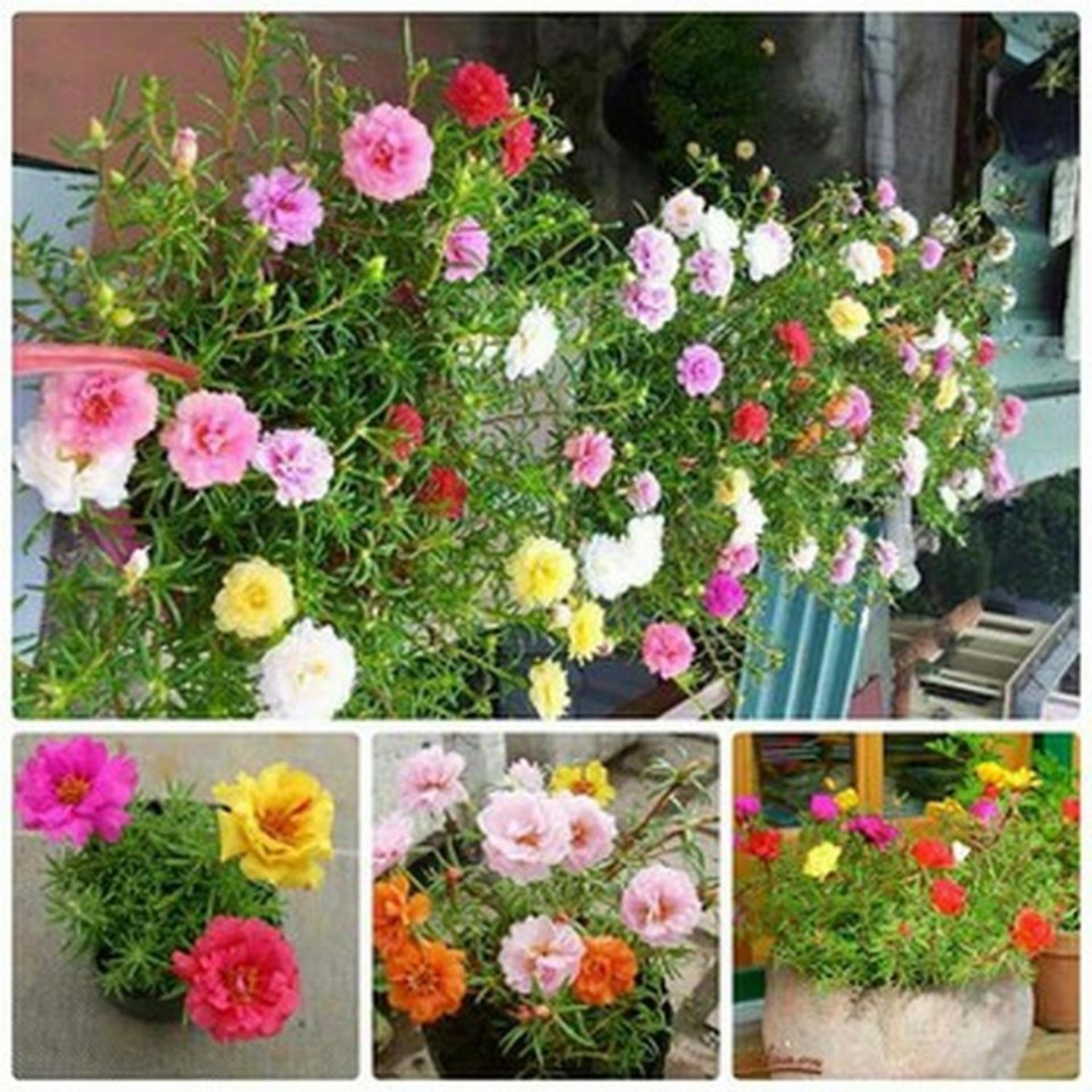 100 Hạt giống Mười giờ mix