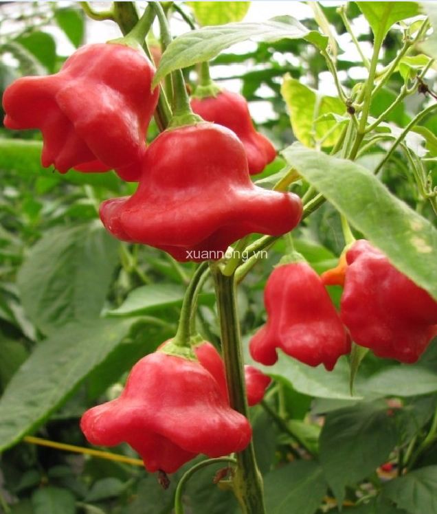 Hạt giống ớt chuông gió ( ớt hoa hồng ) 20 hạt/gói