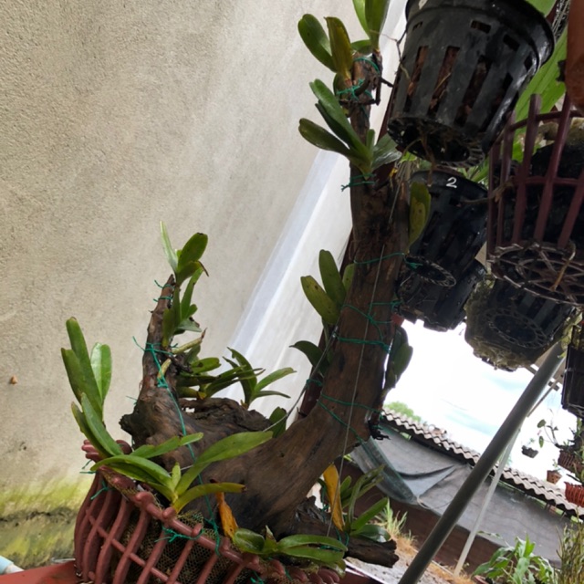 hoàng nhạn tháng 8 dáng hòn non bộ