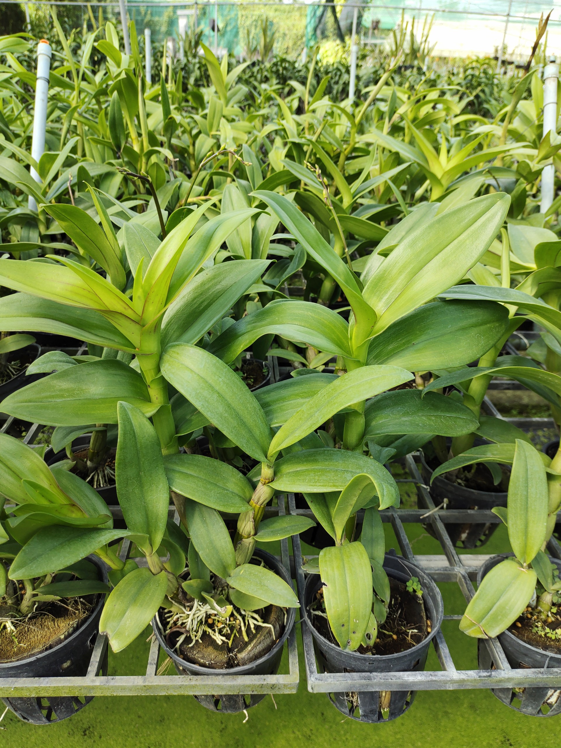 Dendro Hoa Hồng Tím (Lan Mặt Quỷ) 
