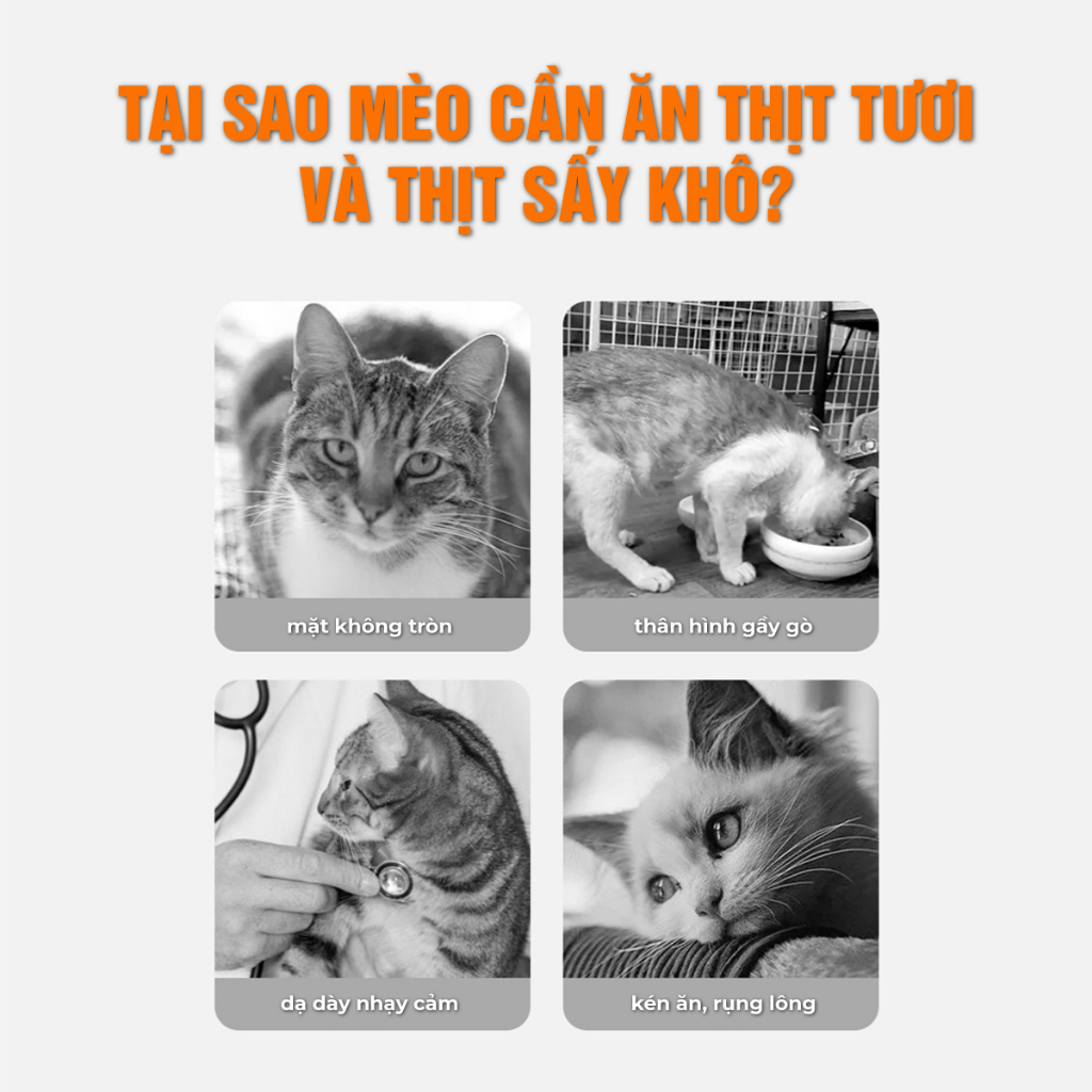 Gan Vịt Sấy Khô Cho Mèo Chó MASTERCARE 100gr