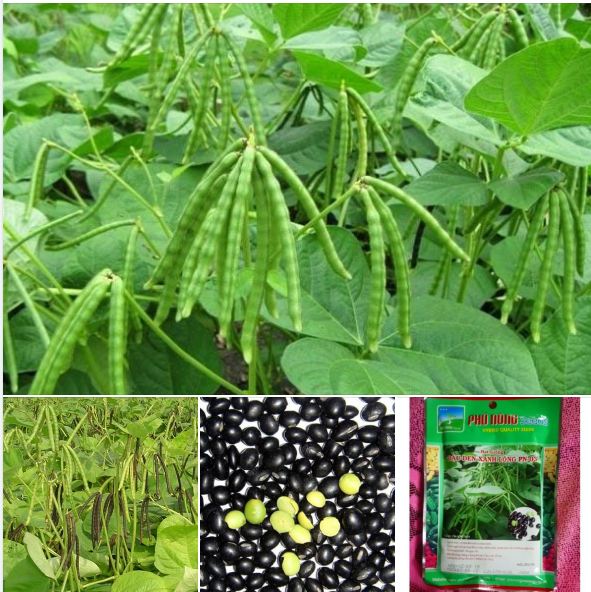 Hạt giống đậu đen xanh lòng Phú Nồng - Gói 100gr