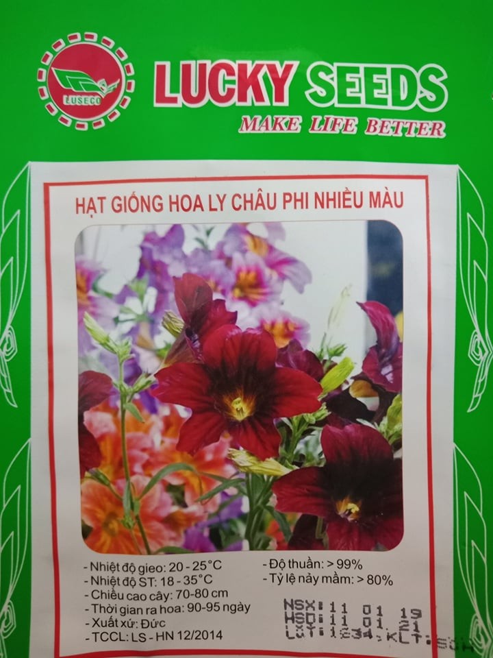 Hạt giống hoa ly châu phi nhiều màu - 50 hạt