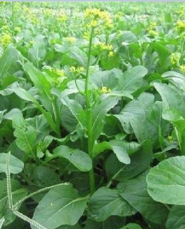 Hạt giống Rau Cải Ngồng Mập Xanh ( 20 gram/gói ) - VTNN2