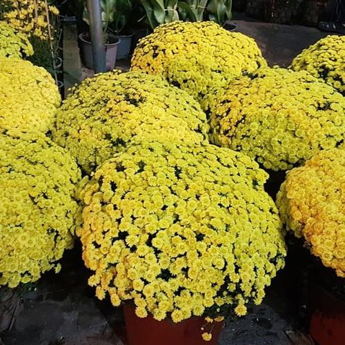 [Sale off] Hạt giống hoa cúc mâm xôi chất lượng cao - Tặng kích mầm & Tài liệu hd gieo trồng