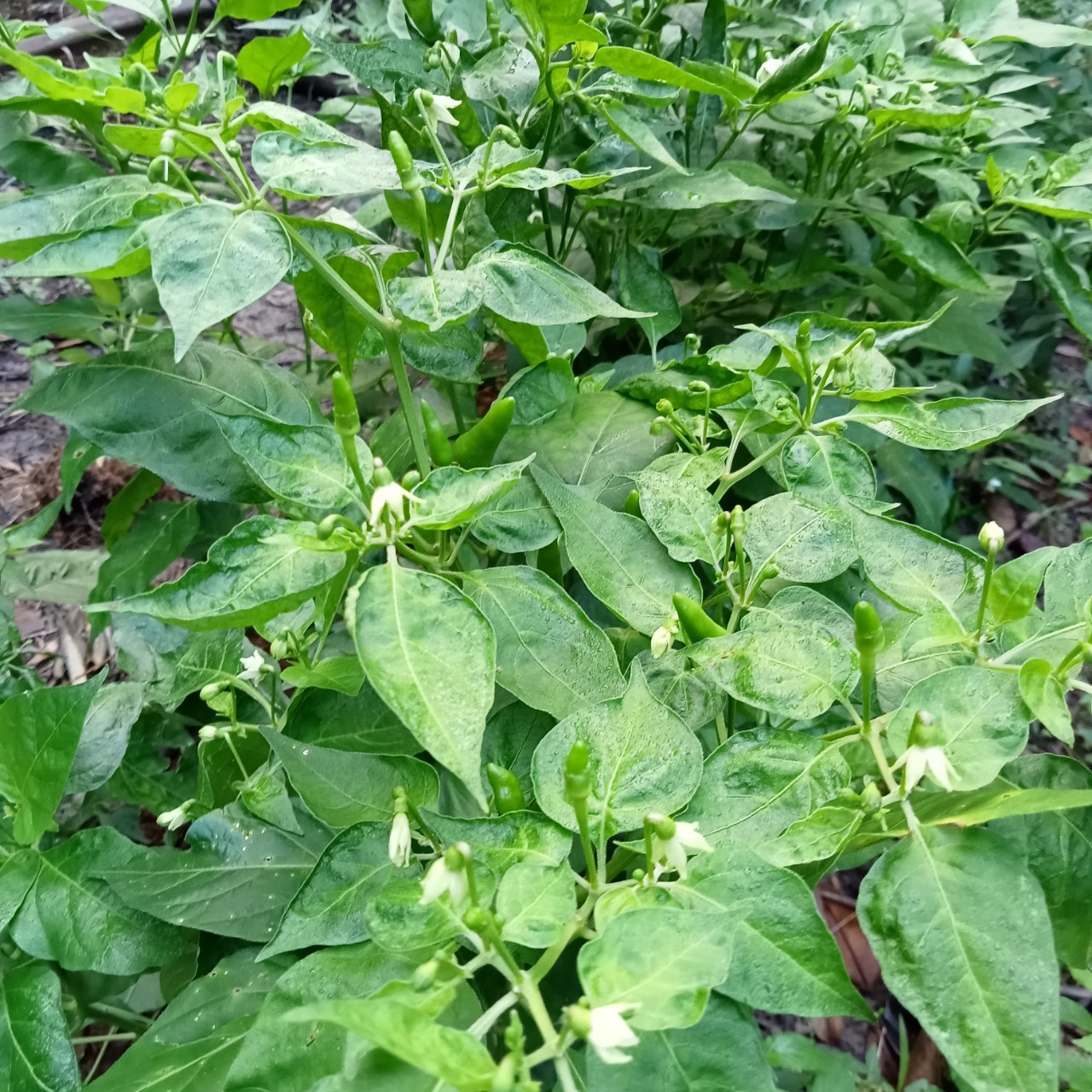 20 Hạt Giống Ớt Mắt Chim Thái Lan