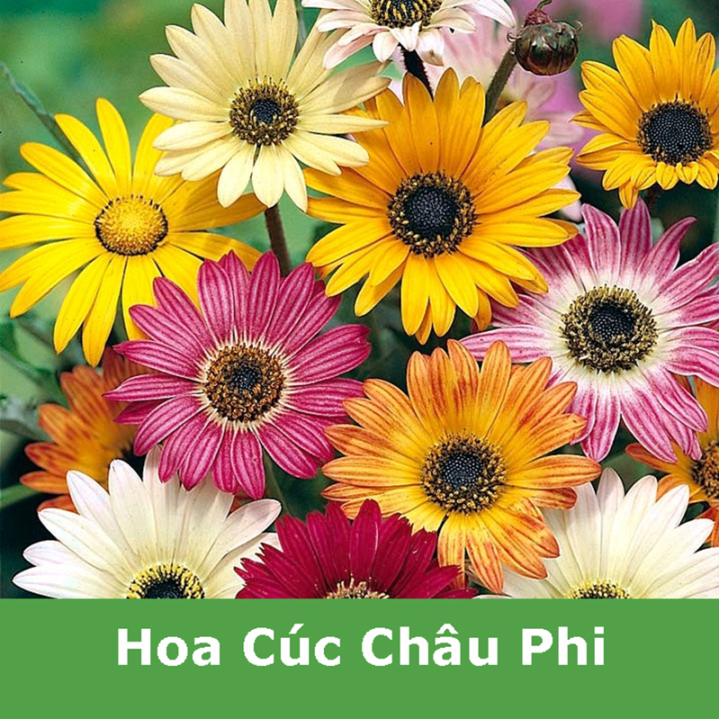 Hạt Giống Hoa Cúc Châu Phi Nhiều Màu Trồng Chậu Trồng Thảm