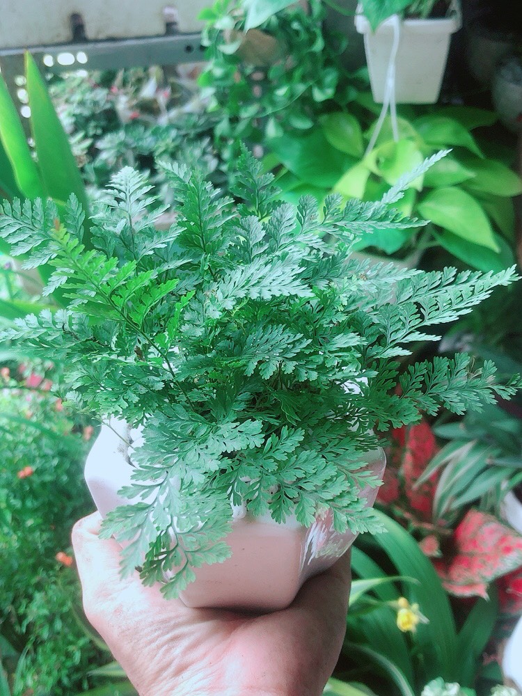 Chậu Cây Dương Sỉ