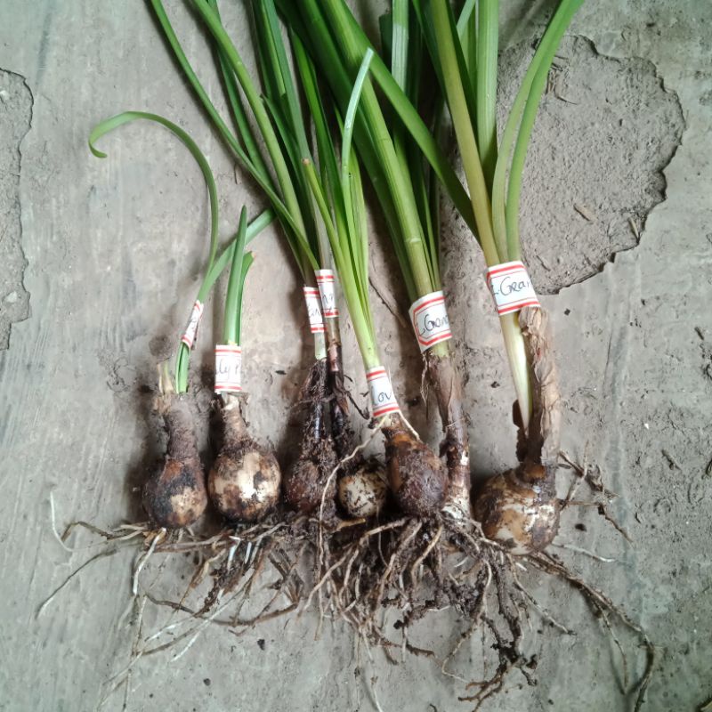 10 củ huệ mưa (cây tóc tiên)