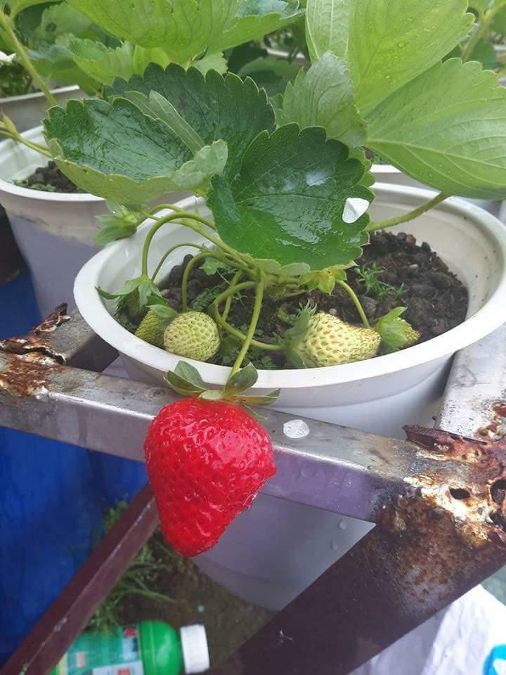 BỘ 02 gói Hạt giống Dâu tây đỏ F1 chịu nhiệt tặng 1 kích mầm