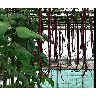 Gói 2gr hạt giống đậu đũa đỏ