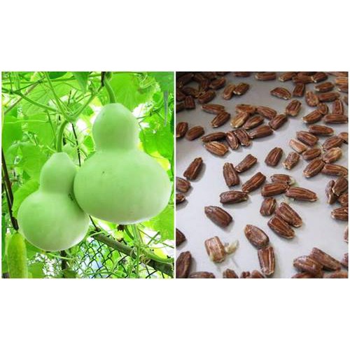 10 Hạt Giống Bầu Hồ Lô Nhiều Quả