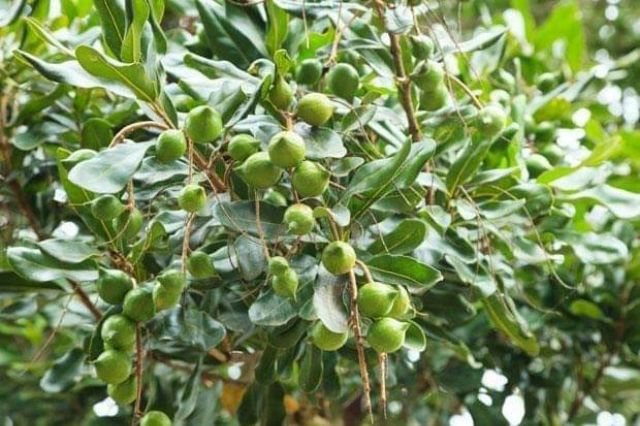 Cây giống macca ghép (giống ghép cho trái sớm)
