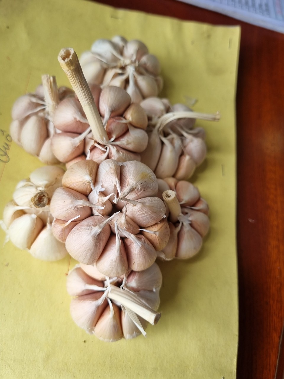 Tỏi tía ( củ nhánh to)