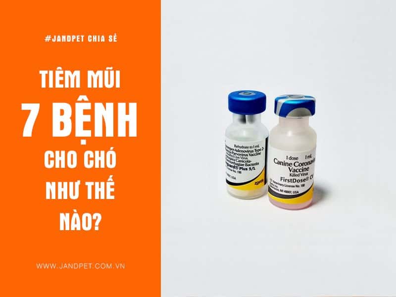 (Hoả tốc) Hướng dẫn tiêm vắc xin chó 7 bệnh (tặng bơm kim tiêm)