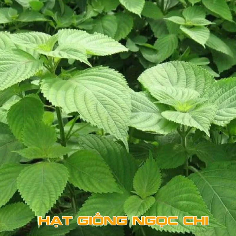 Hạt Giống Rau Kinh Giới (Rau Thơm, Rau Gia Vị) - 5Gr