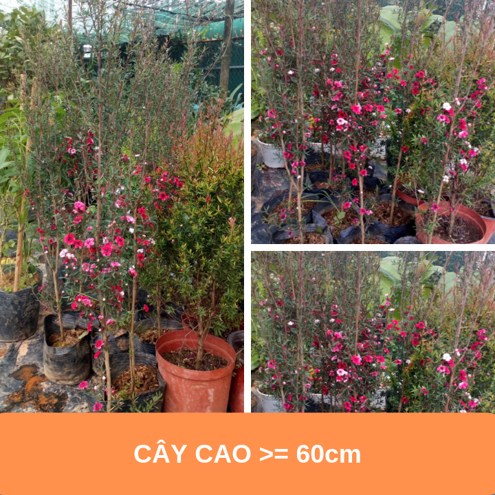 Hoa nhất chi mai - Cây có bầu đất khỏe mạnh