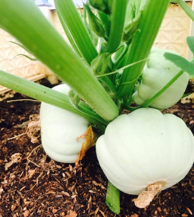 Túi 10 Hạt giống bí mini mix  màu