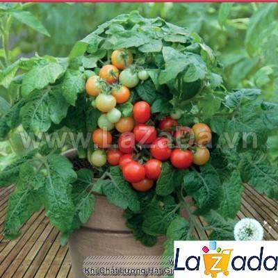 30h Hạt Giống Cà Chua Cherry Đỏ Lùn Trồng Chậu (A3.102| B41*W45*M003)