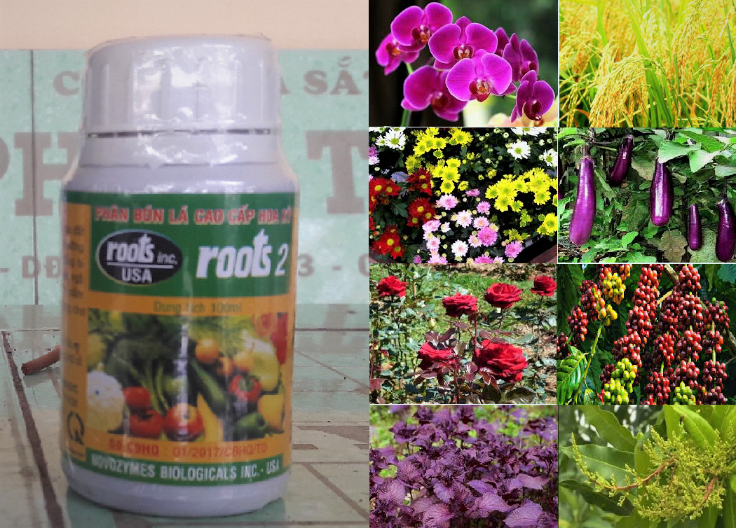 Phân bón lá cao cấp ROOT 2 100ml