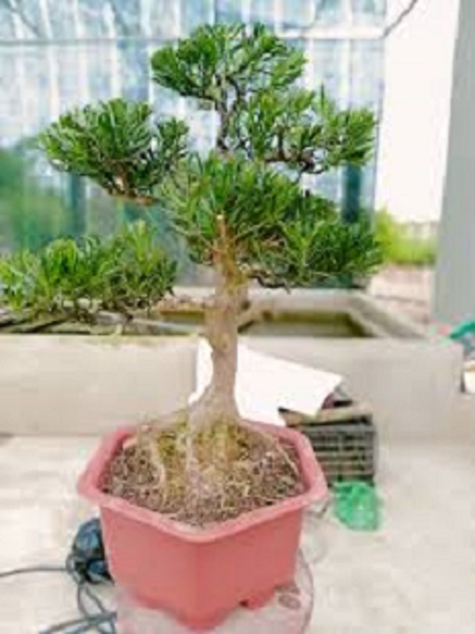 [ Viện Công Nghệ Sinh Học Nông Lâm ] Combo 03 cây giống TÙNG LA HÁN