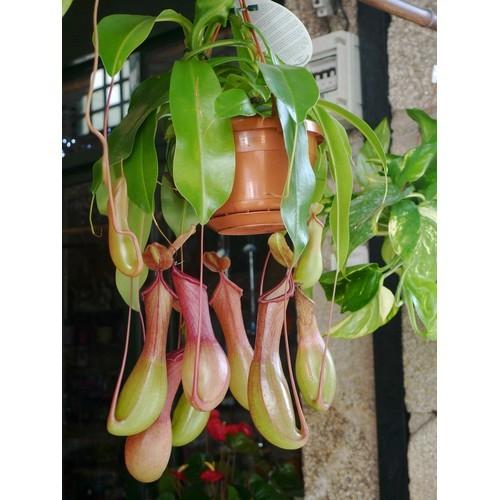 [HCM]Hạt giống cây nắp ấm