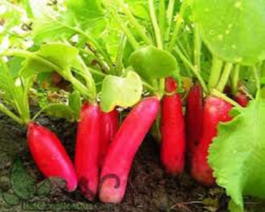 Hạt giống củ cải dài đỏ - Gói 2gram