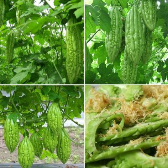 Hạt giống khổ qua mỡ ta ( mướp đắng )-gói 10 hạt