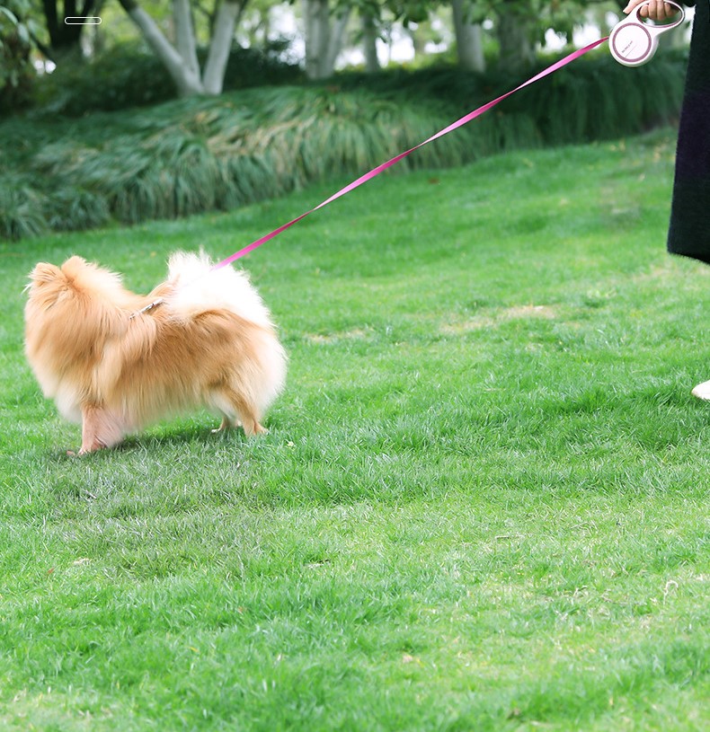 Dây dắt tự động dài 3m cho chó mèo - T3 PETS SHOP