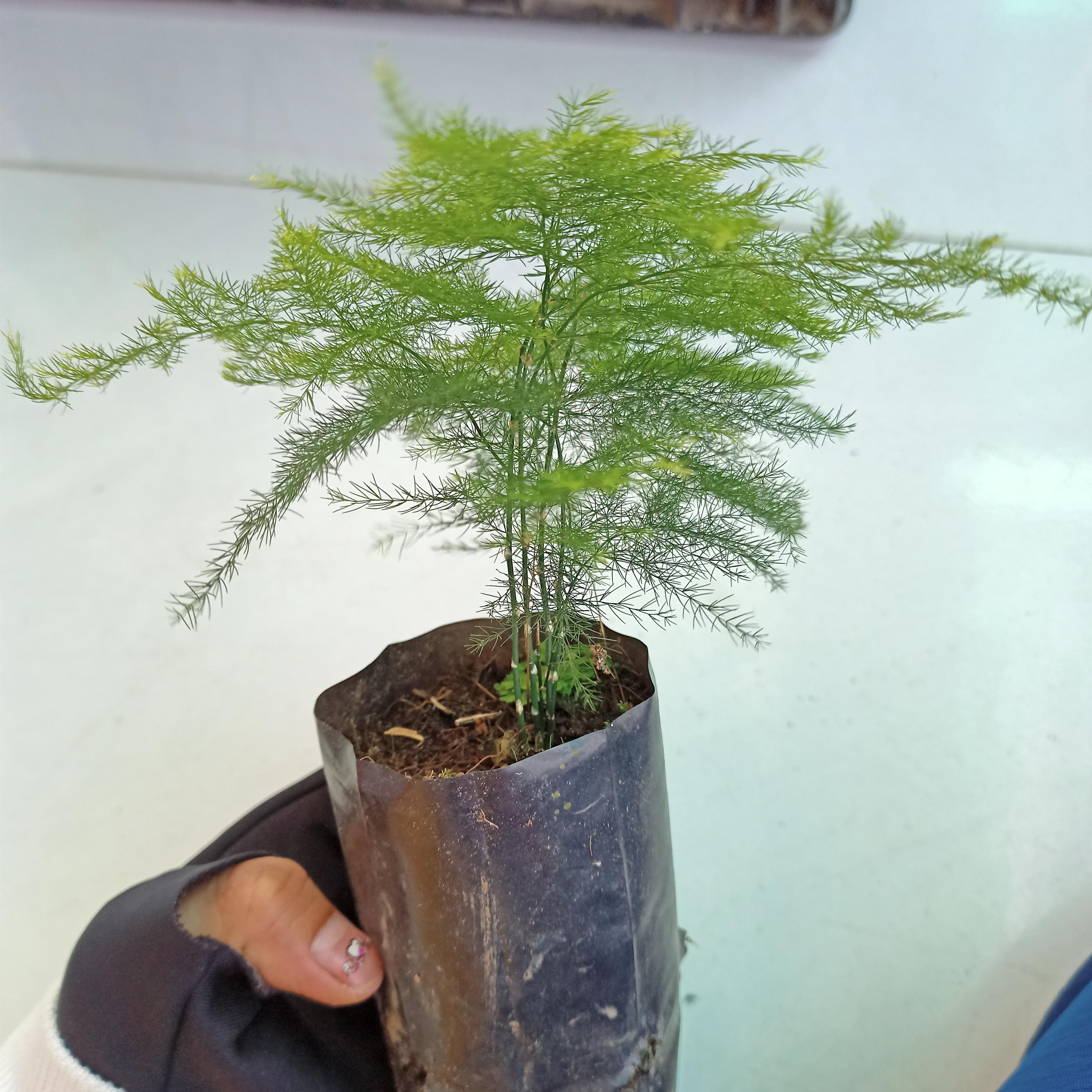 Cây kim thủy tùng bầu đất, Asparagus setaceus