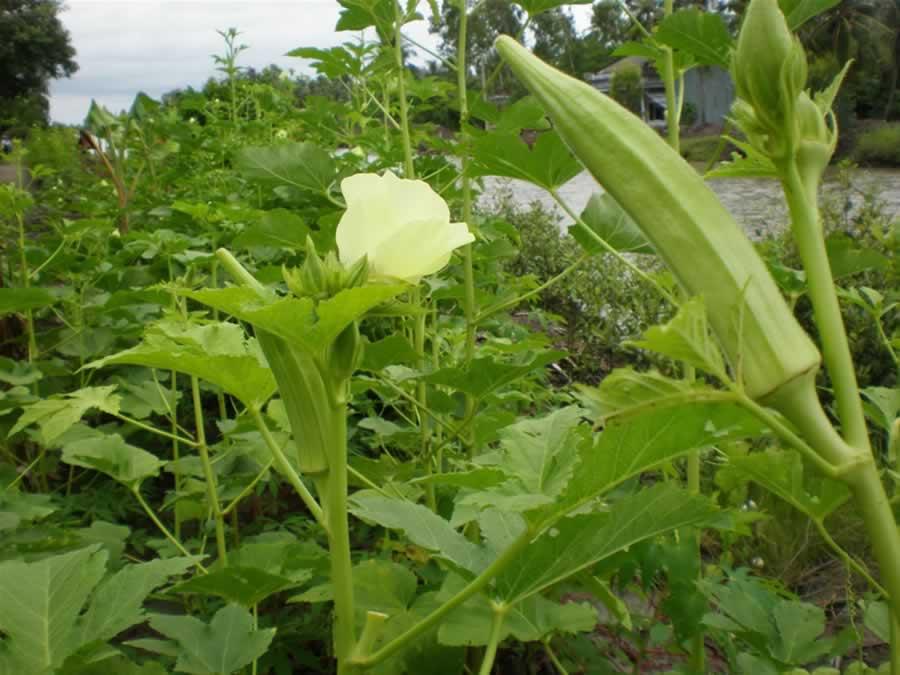 Hạt Giống Đậu Bắp Xanh ( Gói 10 Gram )