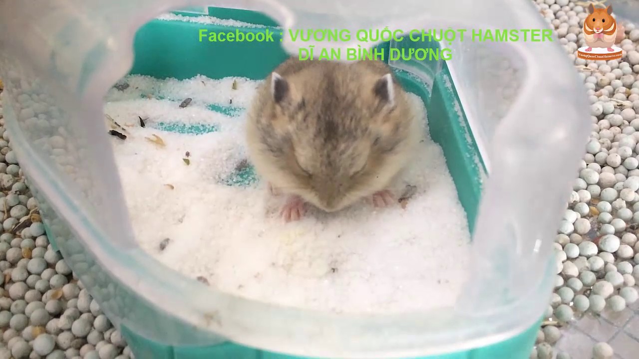 1kg cát tắm cho Hamster-Rat-Đuôi Mập