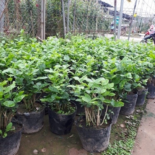 Combo 2 chậu hoa nhài ta - 346561