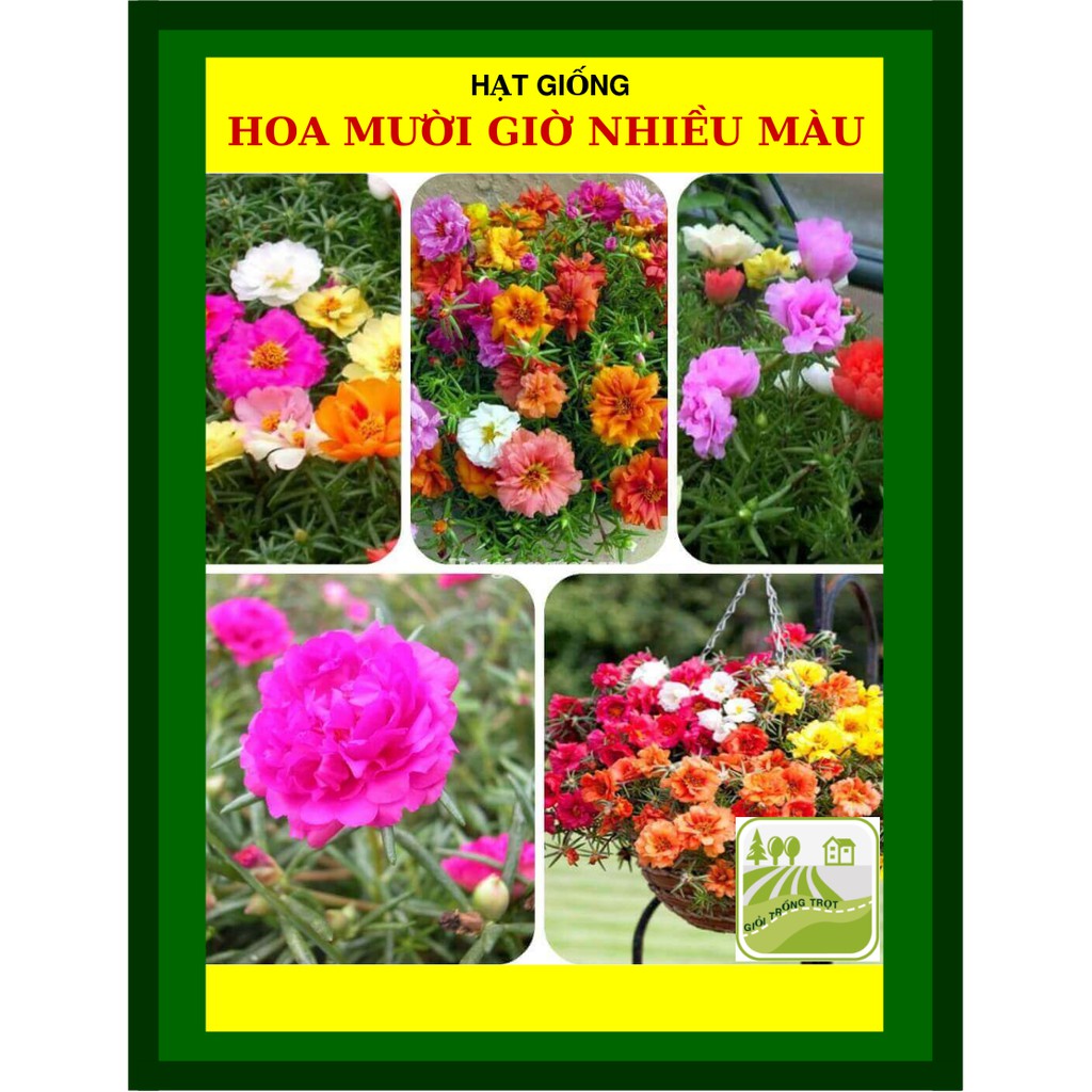 Hạt Giống Hoa Mười Giờ Nhiều Màu