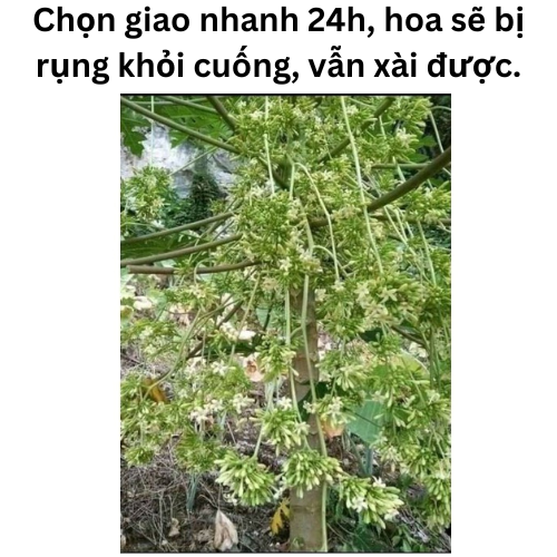 Hoa Đu Đủ Đực Tươi ( Hoa Thu Đủ Đực Tươi) - RẤT TỐT CHO SỨC KHỎE