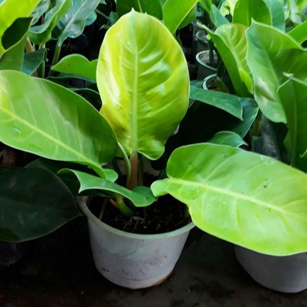 Trầu Bà Đế Vương Vàng