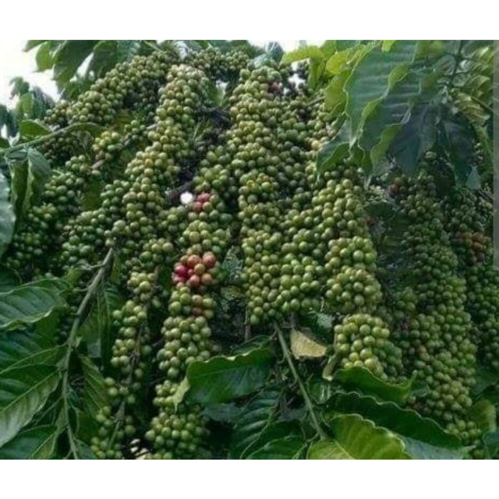 1kg HẠT GIỐNG CÀ PHÊ TR9