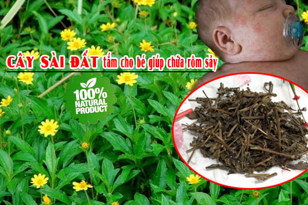 Cây Sài Đất Khô 1KG - Thảo Dược Thanh Bình