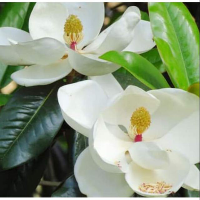 CÂY HOA DẠ HỢP hương