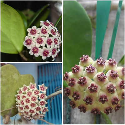 LAN CẦM CÙ ĐỦ MẶT HOA, CÂY TƯƠI ĐẸP